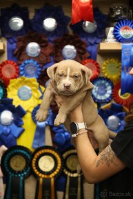 AMERICAN BULLY - 8