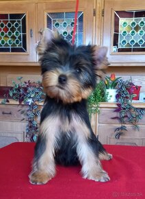 YORKSHIRE TERRIER  s PP - 8