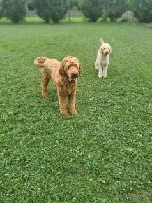 Goldendoodle - 8