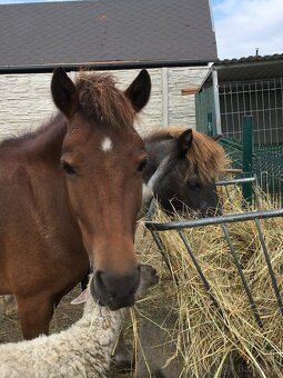 Welsh pony valach na predaj - 8