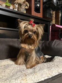 Yorkshire terrier s PP, York, Jork FCI - 8