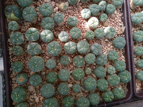 predám kaktusy Lophophora - 8