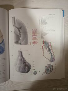 Anatómia/medicína - 1.ročník - 8