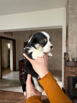 Welsh Corgi Pembroke - 8