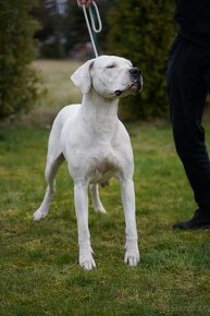 Argentinska doga / Dogo Argentino - 8