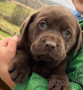 Čistokrevná štěňata labrador ihned hňědé kluky - 8