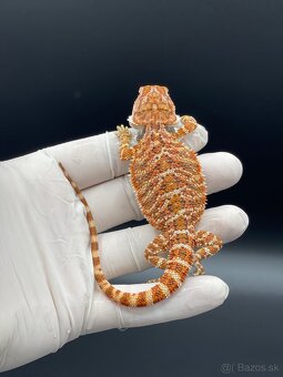 Agama bradata / pogona vitticeps - 8