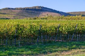 Na predaj jedinečné Tokajské vinice aj s celou firmou - 8