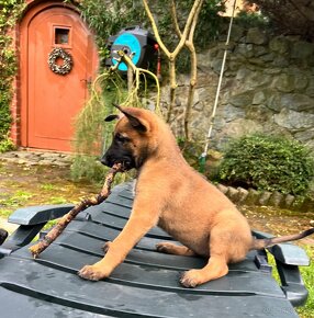 Predám šteňatá belgického ovčiaka MALINOIS s PP - 8