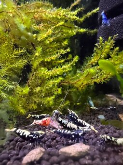 Caridina Black Galaxy Fishbone - 8