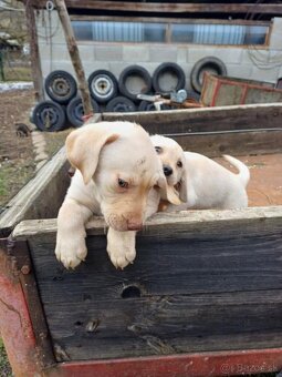 Labrador šteniatka - 8