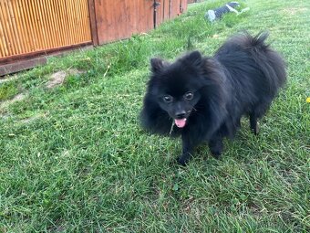 Šteniatka mini pomeranian do 2,5 kg - 8