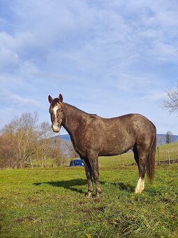 Pripuštanie American Quarter Horse ,QH , AQH - 8