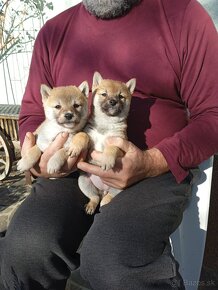 Shiba inu - 8