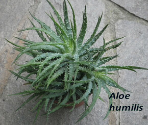 Zakrpatené Aloe a iné sukulenty - 8