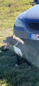 American Bully štandard - 8