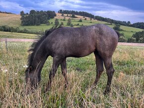 Arabsky plnokrvník - paint horse - 8