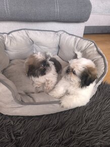 Predám šteniatka Shi-tzu ši-cu šicu shihtzu - 8