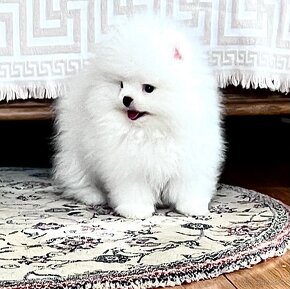 Pomeranian - 8