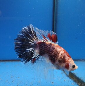 Bojovnice- Betta splendens - 8