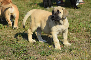 BOERBOEL BALLOTADA -búrský buldok - jihoafrický boerboel - 8