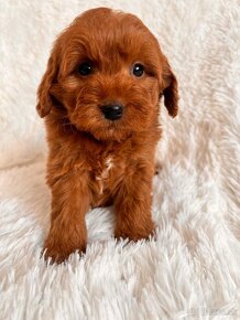 Goldendoodle mini - 8