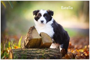 Border Collie Border Kolia s PP FCI - 8