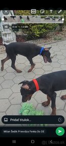 DOBERMAN KENNEL Šteniatka s FCI P.P - 8