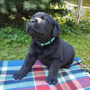 Labrador retriever šteniatka  s PP - 8