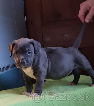 American Bully XL - 8