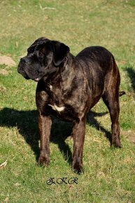 Cane Corso s PP FCI - 8