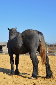 Predám koňa - žrebec Percheron - 8