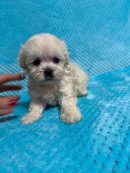 Maltipoo - 8