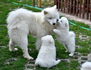 Samojed šteniatka s PP MATYELLA - 8