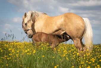 APH kobyla - učielka - paint horse - 8