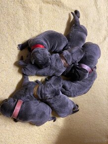 Cane Corso - 8