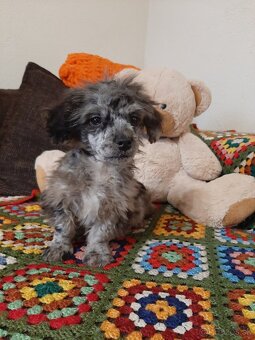 Shih-poo harlekyn - 8