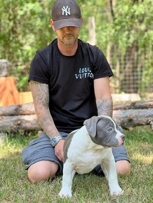 American Bully Pocket - 8