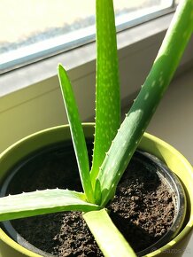 Aloe Vera - 8