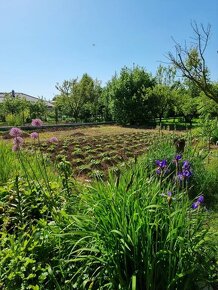 Predáme rodinný dom s viacerými možnosťami využitia v meste  - 8