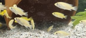 Labidochromis Caeruleus Yellow - 8