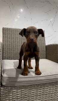 Doberman šteňatá - 8