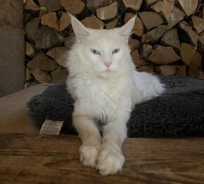 Mainská mývalia ,Maine coon -mačiatka. - 8