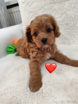 Cavapoo - 8