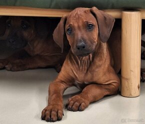 Rhodesian Ridgeback - 8