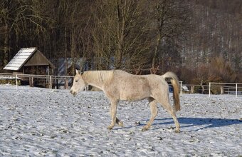 arabský plnokrvník - kobyla - 8