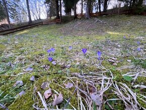 REKREAČNÝ POZEMOK NA PODSUCHEJ 1570m2
MOŽNOSŤ STAVBY CHATY - 8