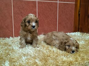 Cavapoo - 8