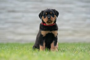 Rottweiler - štěně - Rotvajler - 8