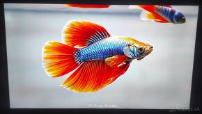 Predám QLED 4KUHD SMART TV Hisense 43E7HQ (109cm) - 8